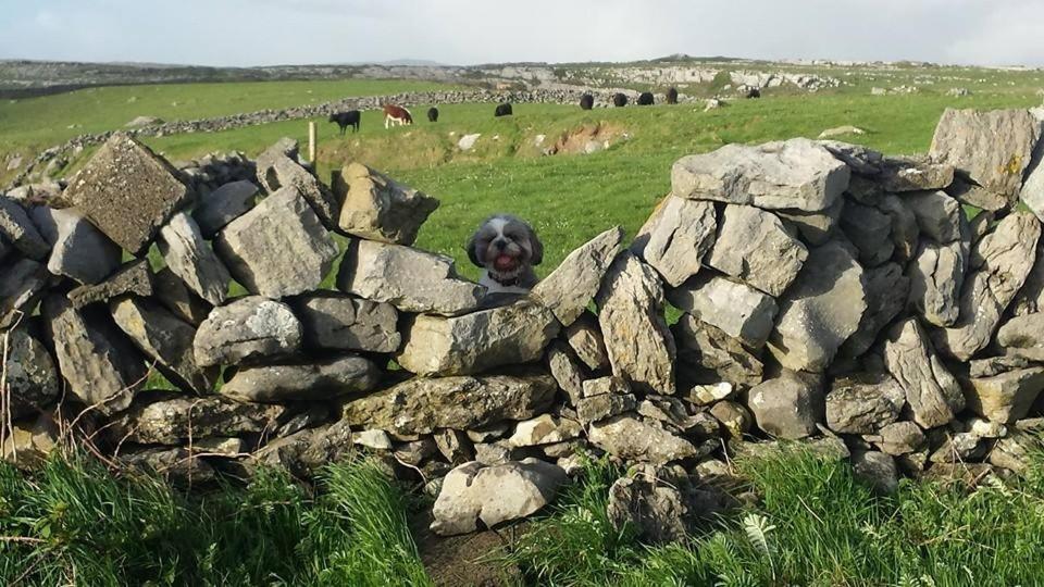 Lanelodge Doolin Εξωτερικό φωτογραφία